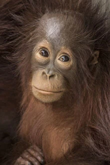 Indonesia, Borneo, Kalimantan. Baby orangutan at