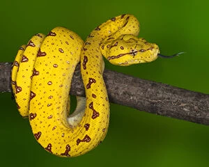 Curled Gallery: Indonesia. Close-up of juvenile green tree