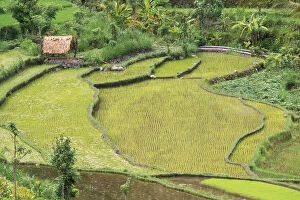 Balinese Gallery: Indonesia, East Bali. Rice fields in Balinese