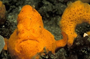 Indonesia. Frogfish, or antennarius commerson