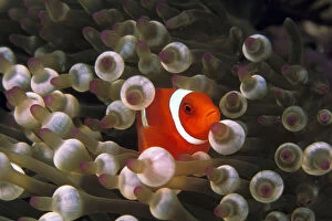 Anemone Gallery: Indonesia, Komodo. Maroon clownfish, or