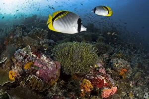 Butterflyfish Gallery: Indonesia, Komodo National Park. Lined butterflyfish