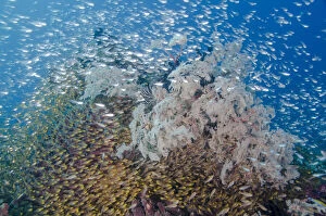 Indonesia, Komodo National Park. Fish schooling