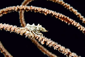 Indonesia, Komodo National Park. Wire coral
