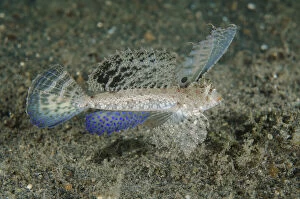Indonesia, Lembeh Strait. Close-up of dragonet