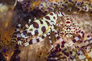Indonesia, Lembeh Strait. Two colorful shrimp