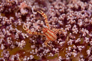 Indonesia, Pantar Island. This crab is commensal