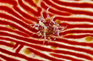 Indonesia, Papua, Cenderawasih Bay. Anemone