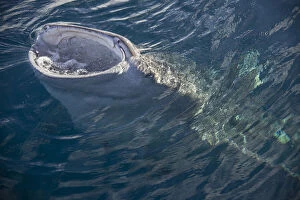 Indonesia, Papua, Cenderawasih Bay. Whale