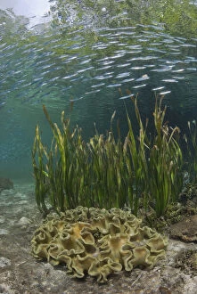 Mangrove Gallery: Indonesia, Papua, Raja Ampat. Baitfish swim