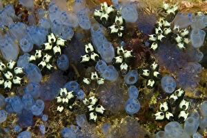 Indonesia, Papua, Raja Ampat. Bluebell tunicates
