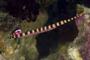 Indonesia, Papua, Raja Ampat. Close-up of
