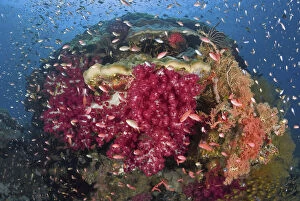 Ampat Gallery: Indonesia, Papua, Raja Ampat. Colorful corals