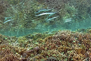 Indonesia, Papua, Raja Ampat. Needlefish