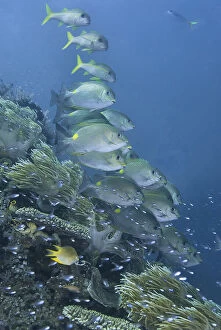 Indonesia, Papua, Raja Ampat. Underwater