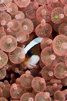 Anemone Gallery: Indonesia, Raja Ampat. A Clark's anemonefish