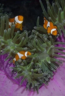 Anemone Gallery: Indonesia, Raja Ampat. Three clownfish swim
