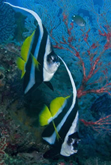 Images Dated 8th August 2012: Indonesia, Raja Ampat. Two longfin bannerfish