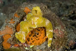 Indonesia, Raja Ampat. A nudibranch is host