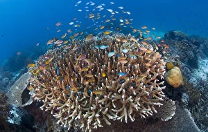 Acropora Gallery: Indonesia, Raja Ampat. View of diverse
