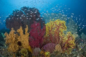 Fusilier Gallery: Indonesia, Raja Ampat. View of diverse coral