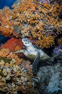 Indonesia, West Papua, Raja Ampat. Hawksbill sea
