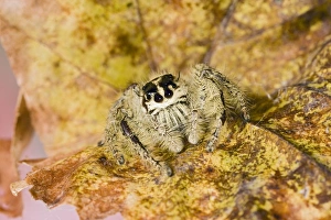 Images Dated 27th October 2007: Indonesian Jumping Spider - close up 005297