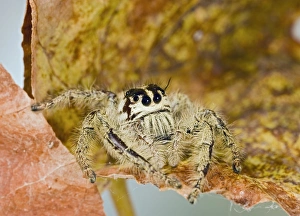 Images Dated 27th October 2007: Indonesian Jumping Spider - close up 005299