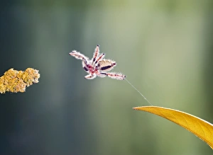 Images Dated 29th October 2007: Indonesian Jumping Spider - jumping 005303