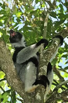 Indri - calling - largest lemur (Indri indri)