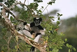 Indri - feeding in canopy
