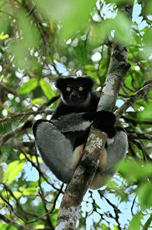 Indian Ocean Gallery: Indri - largest lemur