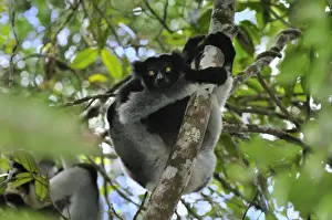Indri - largest lemur - Andasibe-Mantadia National Park - Eastern-central Madagascar