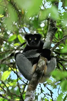 Lemur Prints: Indri - largest lemur - Andasibe-Mantadia National Park - Eastern-central Madagascar