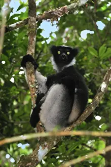 Indri - largest lemur - Andasibe-Mantadia National Park - Eastern-central Madagascar