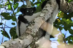 Indri - largest lemur - Andasibe-Mantadia National Park - Eastern-central Madagascar