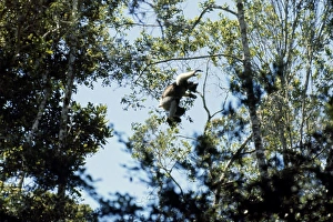 Images Dated 27th June 2007: Indri - leaping between trees
