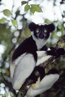 Indri - Sitting in Tree