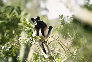 Indri Prints: Indri - in tree Madagascar