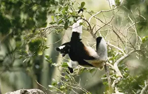 Indri - in tree Perinet Reserve Madagascar