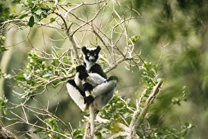 Images Dated 6th August 2007: Indris Perinet Indris Reserve, Madagascar