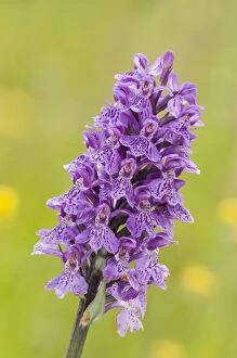 Inflorescence detail of the heath spotted-orchid (Dactylorhiza maculata), Liguria, Italy