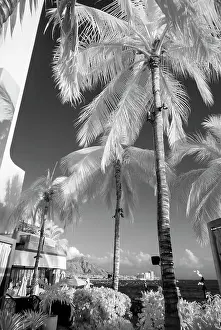 Palm Prints: Infrared, Waikiki, Honolulu, Waikiki, Hawaii Date: 31-03-2014
