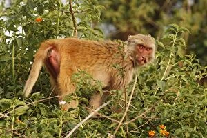 Images Dated 12th May 2008: Injured Rhesus Monkey