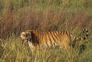 Images Dated 9th January 2007: Injured Royal Bengal Tigress roaring - probably injured in a fight with a male Tiger to save her
