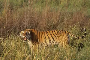 Injured Royal Bengal Tigress roaring - probably injured in a fight with a male Tiger to save her only cub, Corbett National Park, India