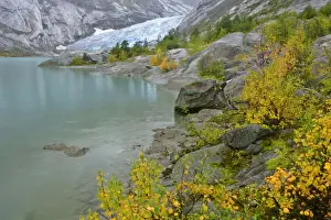 Birches Prints: Inland glacier with colouful birches and glacier lake in autumn Nigardsbreen