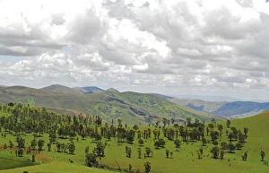 Images Dated 6th July 2011: Inland Madagascar. Reforestation on hills