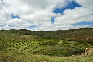 Images Dated 6th July 2011: Inland Madagascar. Rice fields