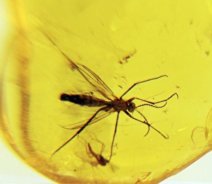 Images Dated 24th April 2007: Insect in amber